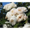 Kletterrose 'Uetersener Klosterrose®' -Gartenbedarf Verkäufe 2024 7803232 WE DE 001 KletterroseUetersenerKlosterroseTantauWeissDehner