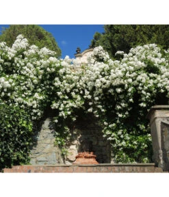 Kletterrose 'Uetersener Klosterrose®' -Gartenbedarf Verkäufe 2024 7803240 WE MO 001 KletterroseUetersenerKlosterrose Pixabay