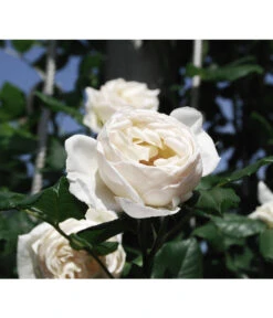 Kletterrose 'Uetersener Klosterrose®' -Gartenbedarf Verkäufe 2024 7803240 WE MO 002 KletterroseUetersenerKlosterrose Pixabay