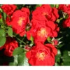 Strauchrose 'Paprika®' -Gartenbedarf Verkäufe 2024 7803257 PR DE 001 StrauchrosePaprikaTantau