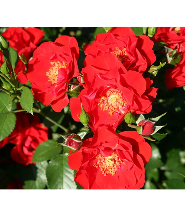 Strauchrose 'Paprika®' 3 Strauchrose 'Paprika®'