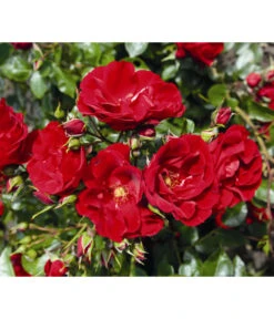 Strauchrose 'Paprika®' 5 Strauchrose 'Paprika®' -Gartenbedarf Verkäufe 2024 7803257 WE DE 002 StrauchrosePaprikaTantauRot