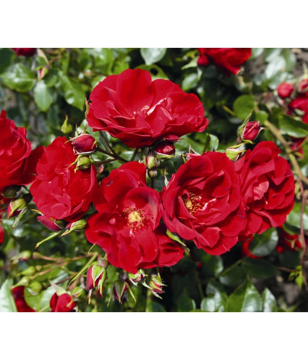 Strauchrose 'Paprika®' 4 Strauchrose 'Paprika®' – Bild 2