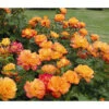 Strauchrose 'Sahara®', Stämmchen -Gartenbedarf Verkäufe 2024 7803273 WE DE 002 StrauchroseSaharaTantauGoldgelbBronzerotRet