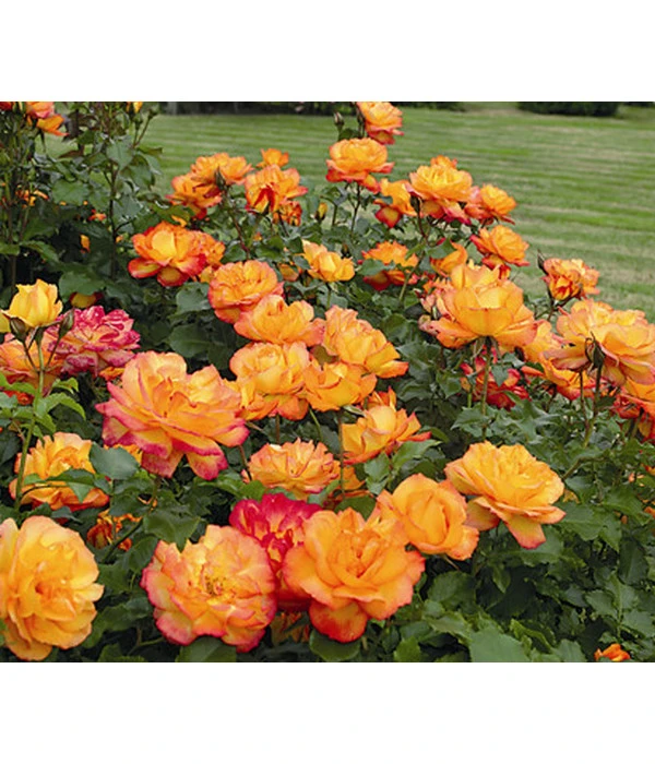 Strauchrose 'Sahara®', Stämmchen 3 Strauchrose 'Sahara®', Stämmchen