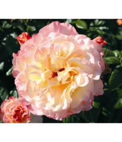 Edelrose 'Aquarell®', Stämmchen -Gartenbedarf Verkäufe 2024 7803349 WE DE 001 NostalgieEdelroseAquarellTantauGelbKirschrotRet