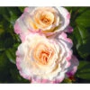 Edelrose 'Aquarell®', Stämmchen -Gartenbedarf Verkäufe 2024 7803349 WE DE 002 NostalgieEdelroseAquarellTantauGelbKirschrotRet