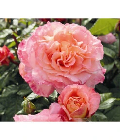 Duftrosen, Verschiedene Sorten -Gartenbedarf Verkäufe 2024 7803372 WE DE 003 NostalgieEdelroseAugustaLuiseTantauPfirsichfarben