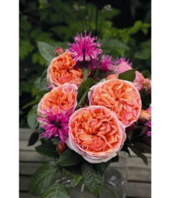 Edelrose 'Chippendale®' 7 Edelrose 'Chippendale®' -Gartenbedarf Verkäufe 2024 7803448 WE DE 001 NostalgieEdelroseChippendaleTantauOrange