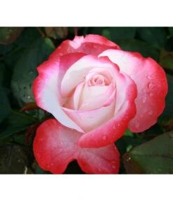 Duftrosen, Verschiedene Sorten -Gartenbedarf Verkäufe 2024 7803513 WE DE 003 NostalgieEdelroseTantauCremeweissKirsch