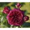 Nostalgie®-Edelrose 'Marietta®' 1 Nostalgie®-Edelrose 'Marietta®' -Gartenbedarf Verkäufe 2024 7803844 PR DE 001 MariettaTantau