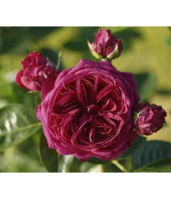 Nostalgie®-Edelrose 'Marietta®'