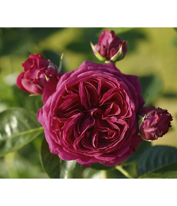 Nostalgie®-Edelrose 'Marietta®' 3 Nostalgie®-Edelrose 'Marietta®'