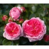 Nostalgie®-Edelrose 'Modern Art®' 2 Nostalgie®-Edelrose 'Modern Art®' -Gartenbedarf Verkäufe 2024 7803851 PR DE 001 ModernArtTantau