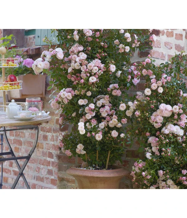 Zwerg-Kletterrose 'Starlet® Alina®' 4 Zwerg-Kletterrose 'Starlet® Alina®' – Bild 2