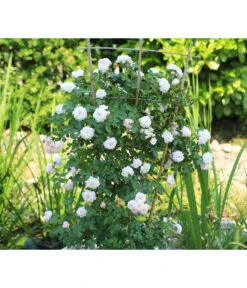 Zwerg-Kletterrose 'Starlet® Alina®' 8 Zwerg-Kletterrose 'Starlet® Alina®' -Gartenbedarf Verkäufe 2024 7803877 PR DE 003 StarletRoseAlinaTantau