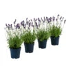 Duft-Lavendel 'Felice', 4er-Set -Gartenbedarf Verkäufe 2024 7805773 WE FS 001 LavendelpaketDuftLavendelAngustifoliaFeliceLavandula4Pflanzen
