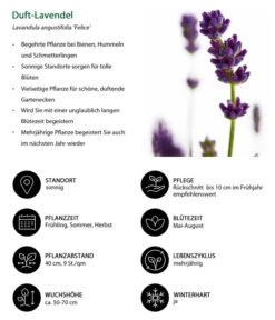 Duft-Lavendel 'Felice', 4er-Set 10 Duft-Lavendel 'Felice', 4er-Set -Gartenbedarf Verkäufe 2024 7805773 WE IG 001 DuftLavendel