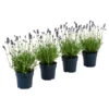 Dehners Bienen-Lavendel, 4er-Set -Gartenbedarf Verkäufe 2024 7805799 WE FS 001 LavendelpaketBieneBienenlavendelLavandula4PflanzenT12