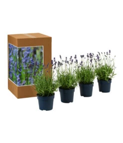 Dehners Bienen-Lavendel, 4er-Set -Gartenbedarf Verkäufe 2024 7805799 WE FS 002 LavendelpaketBieneBienenlavendelLavandula4PflanzenT12