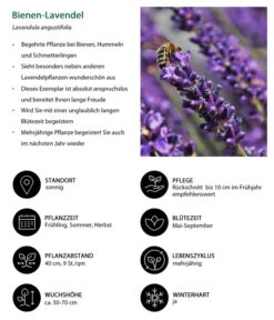 Dehners Bienen-Lavendel, 4er-Set -Gartenbedarf Verkäufe 2024 7805799 WE IG 001 BienenLavendel