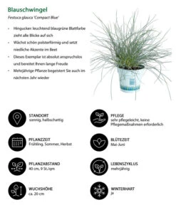 Blauschwingel 'Compact Blue' -Gartenbedarf Verkäufe 2024 7805815 WE IG 001 BlauschwingelCompactBlue