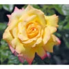 Edelrose 'Gloria Dei®' -Gartenbedarf Verkäufe 2024 7808454 PR DE 001 EdelroseGloriaDeiGelbTantau