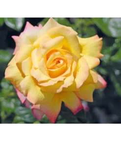 Edelrose 'Gloria Dei®'