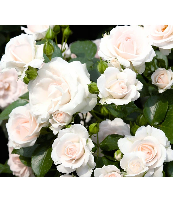 Rose 'Aspirin®', Stämmchen 3 Rose 'Aspirin®', Stämmchen