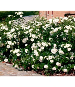 Rose 'Aspirin®', Stämmchen 5 Rose 'Aspirin®', Stämmchen -Gartenbedarf Verkäufe 2024 7810476 PR FS 001 BodendeckerroseAspirinRet 1