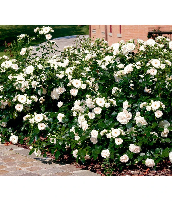 Rose 'Aspirin®', Stämmchen 4 Rose 'Aspirin®', Stämmchen – Bild 2