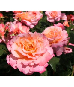 Rosen-Set Duftrosentraum, 3-teilig -Gartenbedarf Verkäufe 2024 7814536 BildD 001 EdelroseAugustaLuiseAugusta