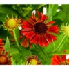Sonnenbraut, Rot 1 Sonnenbraut, Rot -Gartenbedarf Verkäufe 2024 7826563 WE DE 001 HeleniumSonnenbrautT19DehnerExpressHerzig