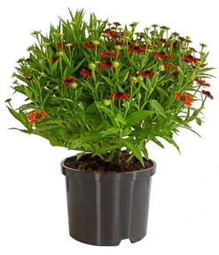 Sonnenbraut, Rot 5 Sonnenbraut, Rot -Gartenbedarf Verkäufe 2024 7826563 WE FS 001 HeleniumSonnenbrautT19DehnerExpressHerzig