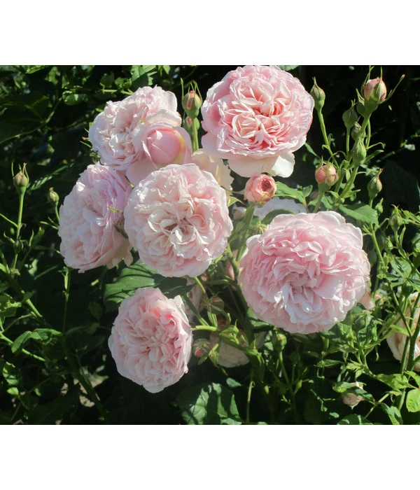 Kletterrose 'Divina' 3 Kletterrose 'Divina'