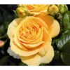 Edelrose 'Candlelight®' 2 Edelrose 'Candlelight®' -Gartenbedarf Verkäufe 2024 7827215 PR DE 001 EdelroseCandlelightTantau