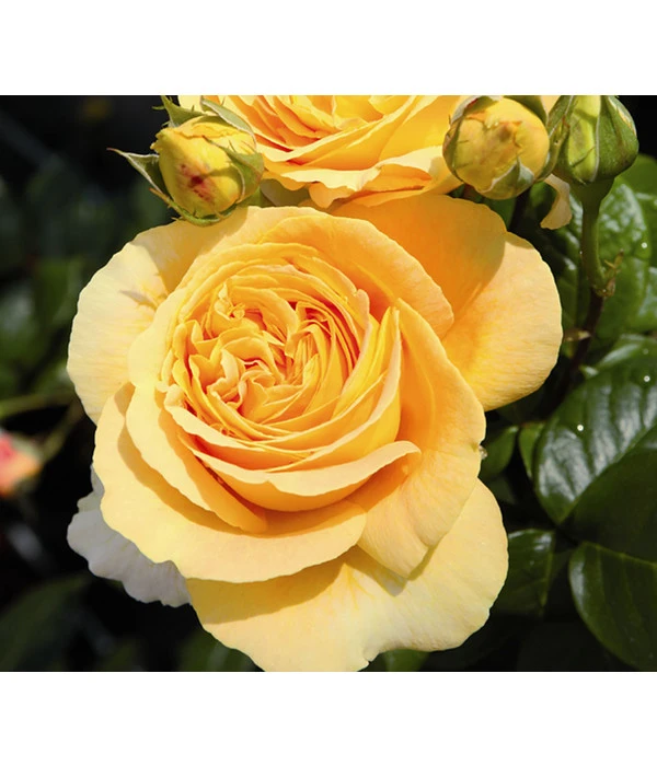 Edelrose 'Candlelight®' 3 Edelrose 'Candlelight®'