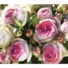 Kletterrose 'Eden Rose®' 1 Kletterrose 'Eden Rose®' -Gartenbedarf Verkäufe 2024 7841661 BildFS 001 KletterroseEdenRoseEdenRose