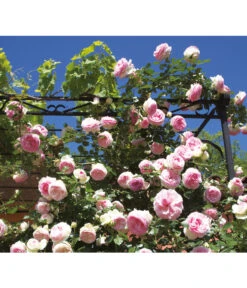 Kletterrose 'Eden Rose®' 7 Kletterrose 'Eden Rose®' -Gartenbedarf Verkäufe 2024 7841661 BildM 001 KletterroseEdenRoseEdenRose