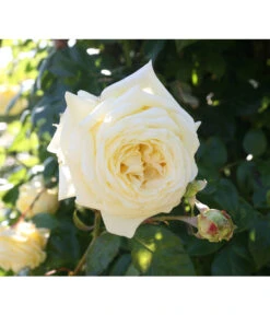 Kletterrosen -Gartenbedarf Verkäufe 2024 7842065 BildD 001 KletterroseElfeElfe