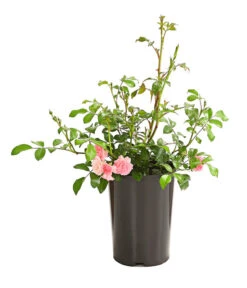 Bodendeckerrose 'The Fairy®', Rosa -Gartenbedarf Verkäufe 2024 7844152 PR FS 003 TheFairyRosa2LiterBodendeckerroseDehnerExpressHerzig