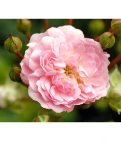 Bodendeckerrose 'The Fairy®', Rosa -Gartenbedarf Verkäufe 2024 7844152 WE DE 001 BodendeckerroseTheFairy