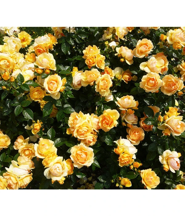 Beetrose 'Hansestadt Rostock®' 3 Beetrose 'Hansestadt Rostock®'