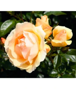 Beetrose 'Hansestadt Rostock®' 7 Beetrose 'Hansestadt Rostock®' -Gartenbedarf Verkäufe 2024 7866569 PR DE 002 BeetroseHansestadtRostockRet