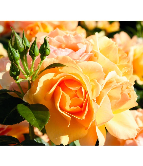 Beetrose 'Hansestadt Rostock®' 5 Beetrose 'Hansestadt Rostock®' – Bild 3