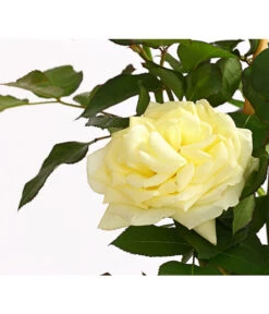 Kletterrosen -Gartenbedarf Verkäufe 2024 7874431 PR DE 001 Kletterrose5LiterSchneewalzerDehnerExpressHerzig