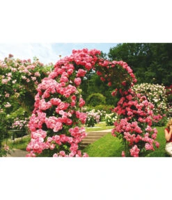 Kletterrosen -Gartenbedarf Verkäufe 2024 7875511 BE MO 002 KletterroseRosariumUetersen