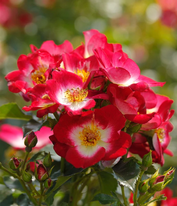 Beetrose 'Loki®' 4 Beetrose 'Loki®' – Bild 2