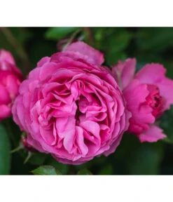 Beetrose 'Leonardo Da Vinci®'