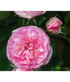 Beetrose 'Leonardo Da Vinci®' -Gartenbedarf Verkäufe 2024 7879174 PR DE 002 BeetroseLeonardoDaVinciRosaLucknerRet